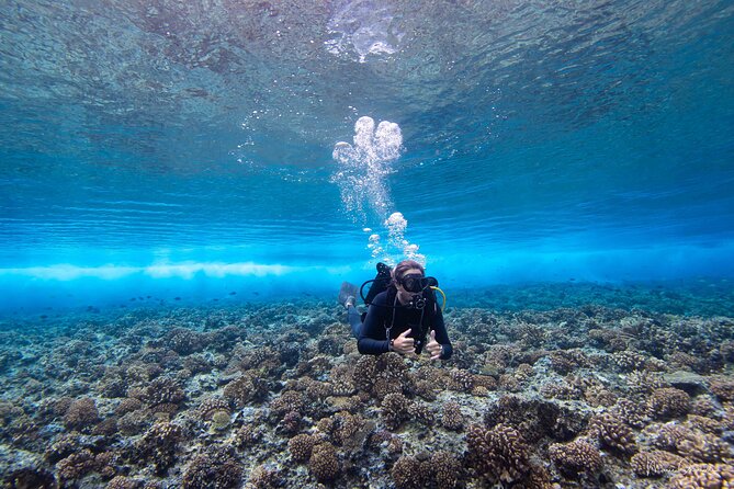 1 Afternoon Dive for Certified Divers in Bora Bora - Key points to know before booking