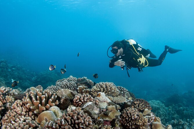 1 Afternoon Dive for Certified Divers in Bora Bora - The value of the $123.78 price