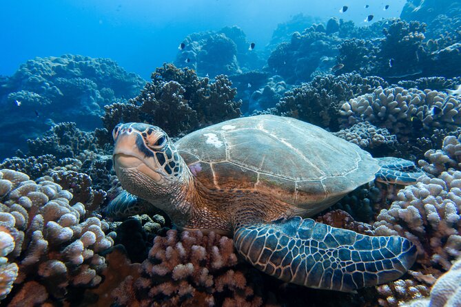1 Afternoon Dive for Certified Divers in Bora Bora - What the guides add to the experience