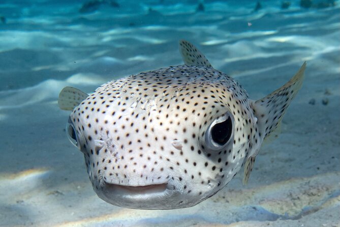 1 Afternoon Dive for Certified Divers in Bora Bora - Why the five-person group is worth having