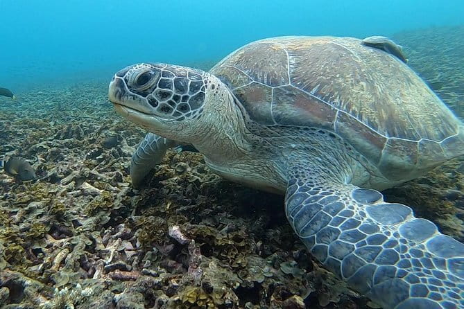 1 Day Discover Scuba Diving Experience in Koh Tao - What the price means at $127.08