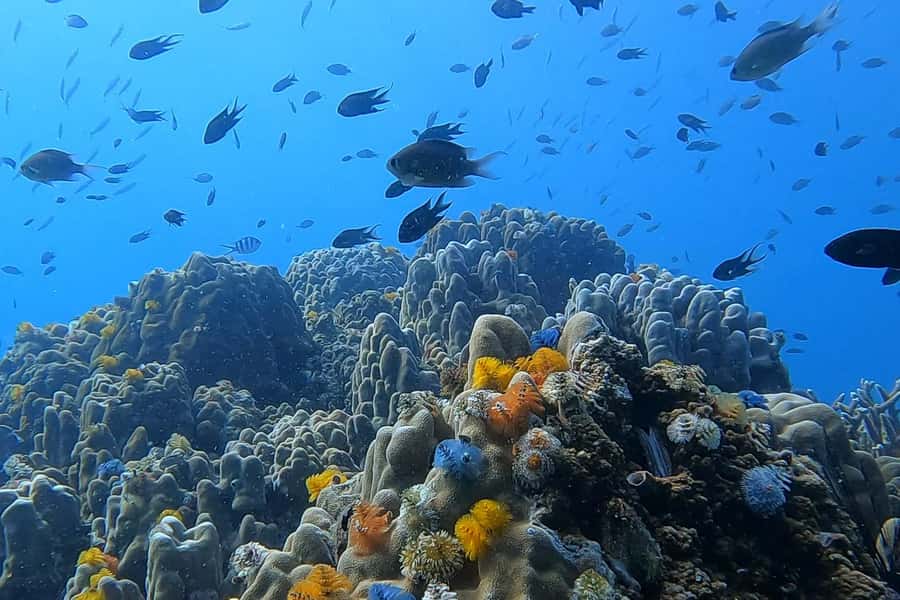 1-Day Discover Scuba Diving for Beginners in Koh Tao - Key points to know before booking