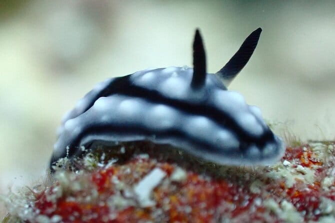 1 Day Diving Experience in Semporna - Starting at Semporna Jetty at 8:00 am