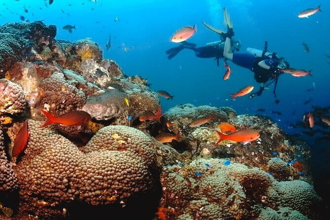 1 Day Diving Experience in Semporna - What makes the guide and group size important