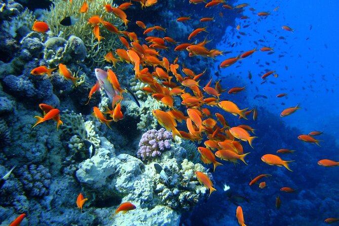 1-Hour Beach Diving Experience with Transfer from Sharm El Sheikh - What the one-hour schedule really includes