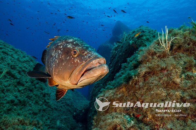 1 single dive in the Capo Carbonara marine protected area. For patented. - Key points to know before booking