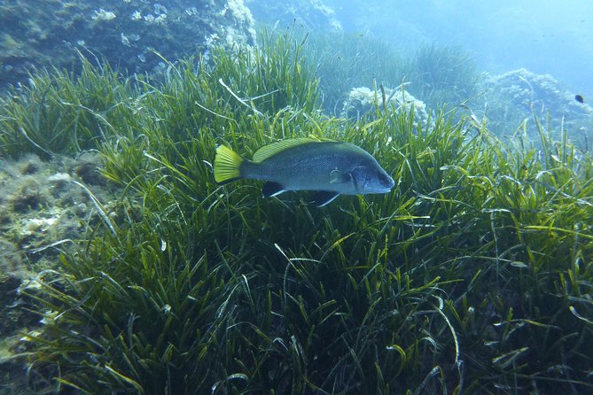 1 single dive in the Capo Carbonara marine protected area. For patented. - What this Villasimius scuba outing is really like