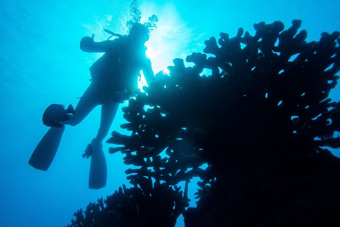 1 Tank Discover Scuba at Koloa Landing with No Experience needed - Key points for your Koloa Landing outing