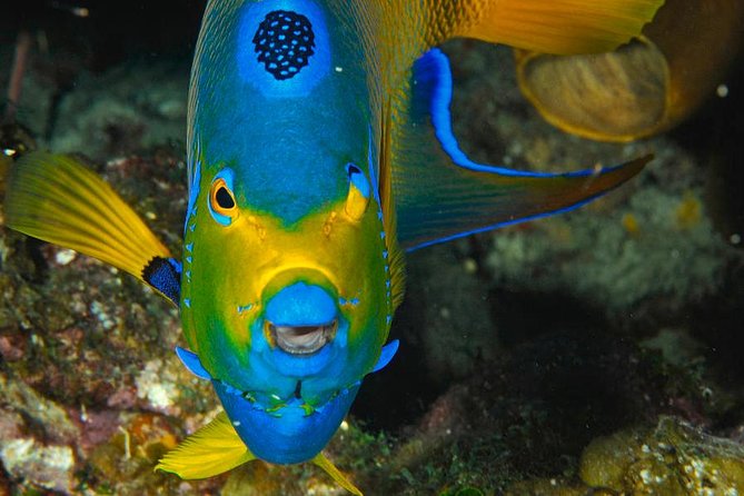 1 Tank Dive for certified divers - Meeting at Doctor Dive Costa Maya in Mahahual