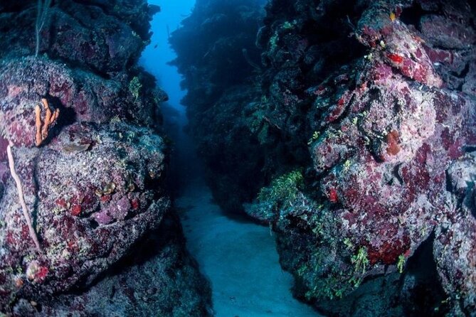 1 Tank Dive for certified divers - Coral canyons, swim-throughs, and reef fish