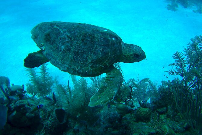 1 Tank Dive for certified divers - Booking, timing, and cancellation