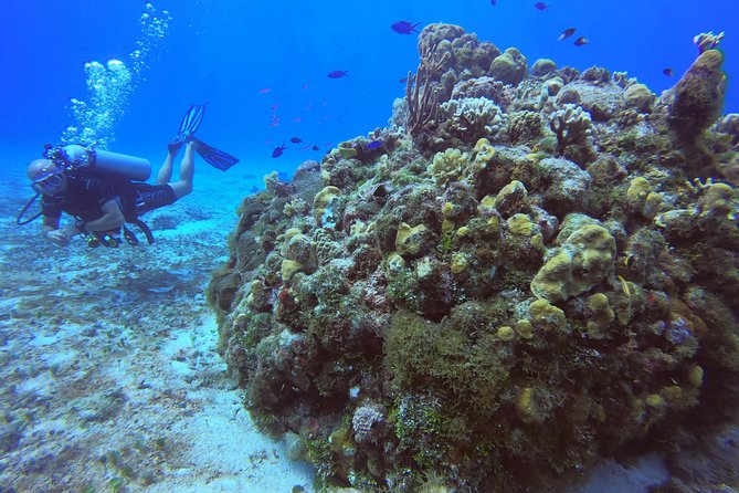 1 Tank Guided Shore Dive Including Equipment - A short walk from the shop to Cozumel’s underwater world
