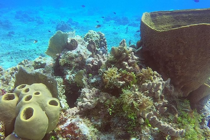 1 Tank Guided Shore Dive Including Equipment - A private format that suits mixed experience levels
