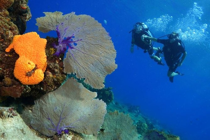 1 Tank Guided Shore Dive Including Equipment - How the staff handle changing conditions