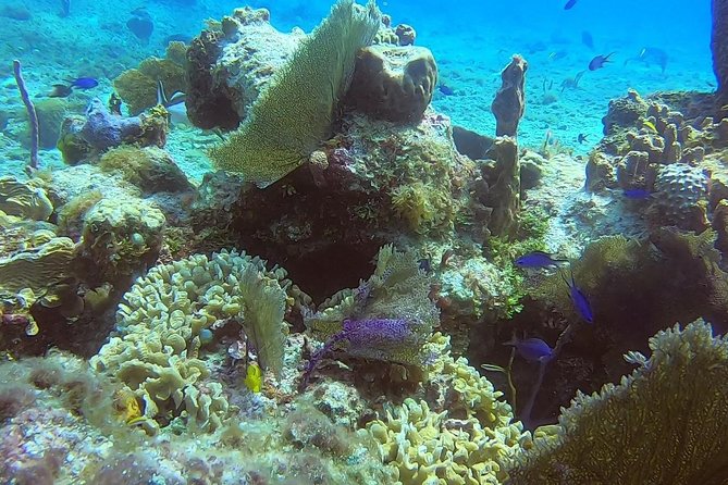 1 Tank Guided Shore Dive Including Equipment - Is $70 a good value?