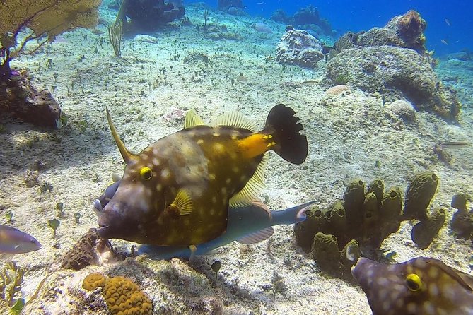 1 Tank Guided Shore Dive Including Equipment - Who should book this shore outing?