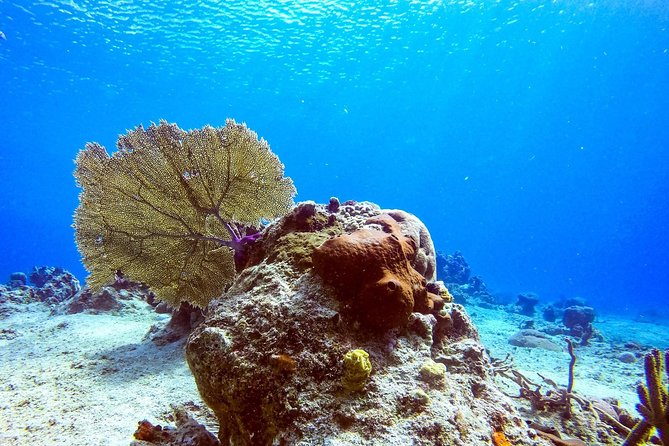 1 Tank Guided Shore Dive Including Equipment - Meeting details and cancellation rules
