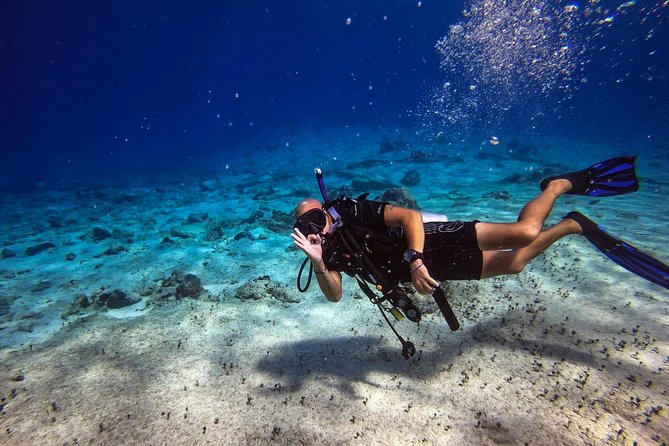 1 Tank Guided Shore Dive Including Equipment - What you can expect beneath the beach