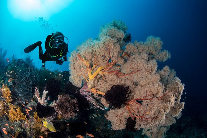 2 Days & 1 Night - 2 Dives in Lembongan/Penida (for certified divers) - Crystal Bay and the chance of a mola mola