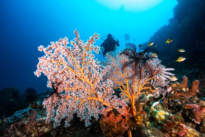 2 Days & 1 Night - 2 Dives in Lembongan/Penida (for certified divers) - The guides and the human side of the trip