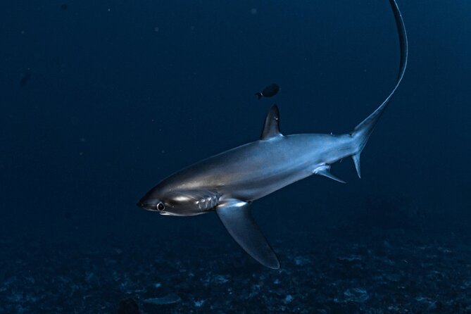 2 Days & 1 Night - 2 Dives in Lembongan/Penida (for certified divers) - Who should book this experience