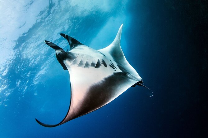 2 Days & 1 Night - 2 Dives in Lembongan/Penida (for certified divers) - A night on Nusa Lembongan changes the pace