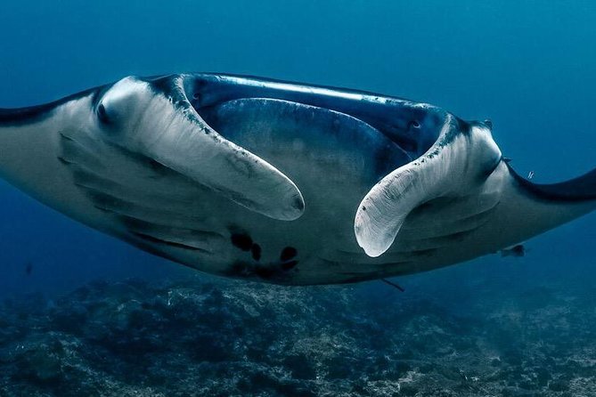 2 Days Discover Scuba Diving in Nusa Lembongan - Scuba Initiation - Two Days to Find Your Sea Legs