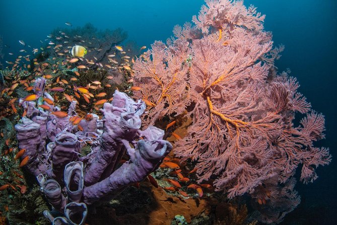 2 Days Discover Scuba Diving in Nusa Lembongan - Scuba Initiation - What Day Two Feels Like Underwater