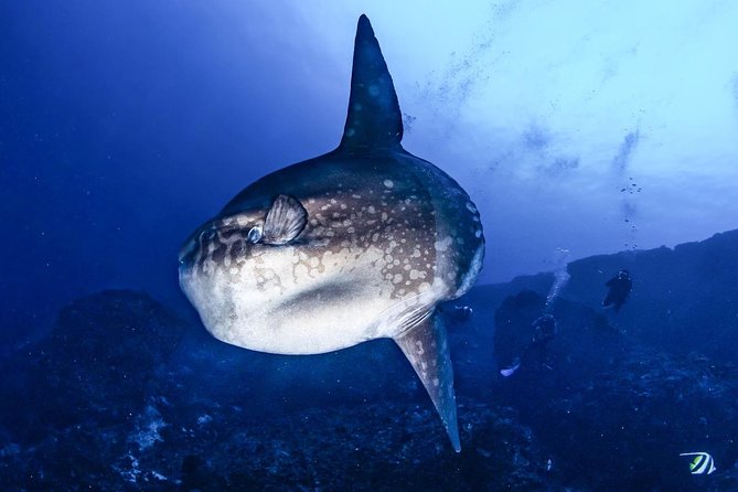 2 Days Discover Scuba Diving in Nusa Lembongan - Scuba Initiation - What the $151.01 Price Really Covers