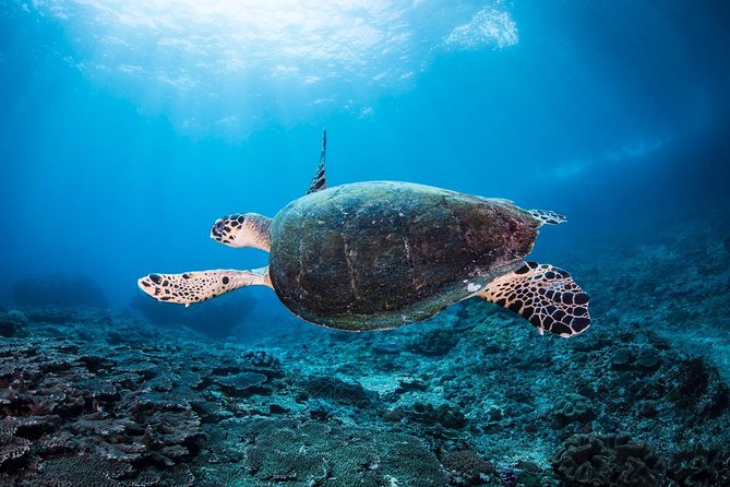 2 Days Discover Scuba Diving in Nusa Lembongan - Scuba Initiation - Practical Fit for First-Time Students
