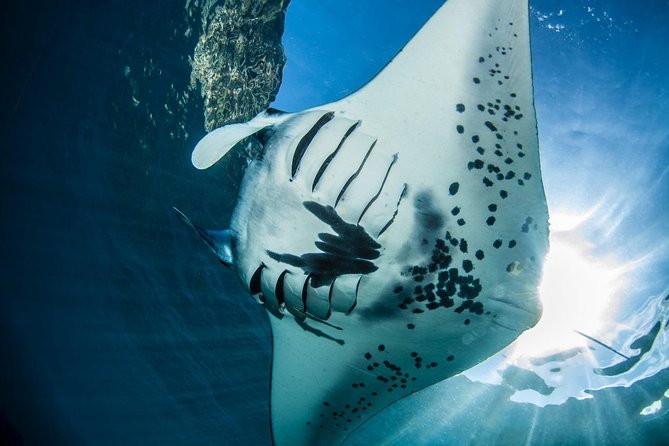 2 Days Discover Scuba Diving in Nusa Lembongan - Scuba Initiation - Manta Point and the Extra Fee