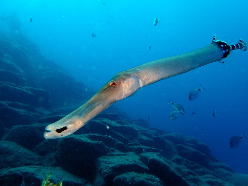 2-Dive Guided Scuba Diving For Qualified Divers - Key points at a glance