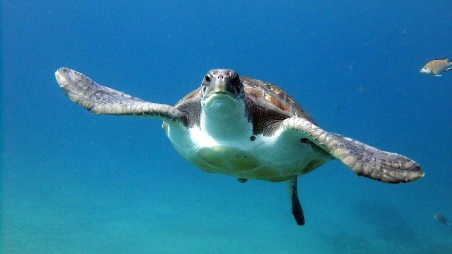 2-Dive Guided Scuba Diving For Qualified Divers - Who should book this Tenerife outing