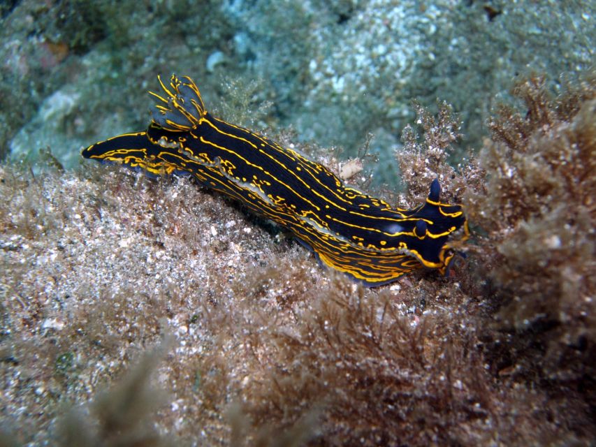 2-Dive Guided Scuba Diving For Qualified Divers - First 2.5-hour session: shore entry or sports RIB