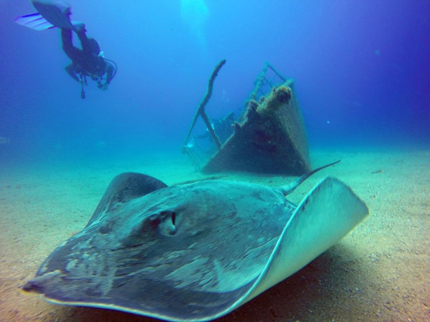 2-Dive Guided Scuba Diving For Qualified Divers - The one-hour break between sessions