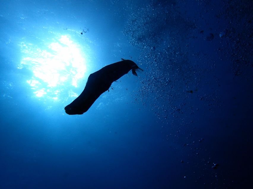 2-Dive Guided Scuba Diving For Qualified Divers - What to pack and what to leave behind