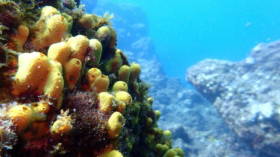 2-Dive Guided Scuba Diving For Qualified Divers - Safety, ability, and the small-group difference