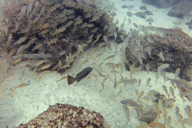 2 Dive Package for PADI Qualified Divers in Gran Canaria - Key points to know before booking