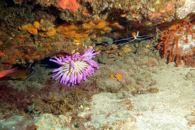 2 Dive Package for PADI Qualified Divers in Gran Canaria - Two boat dives from Blue Water Diving