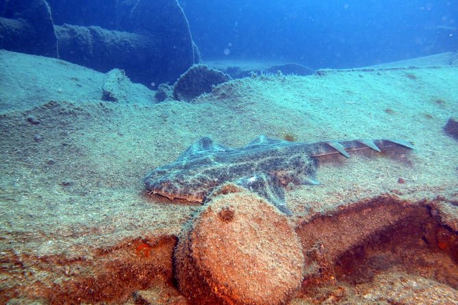 2 Dive Package for PADI Qualified Divers in Gran Canaria - Clear water, rays, reefs, and wrecks