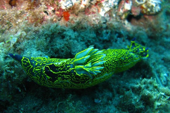 2 Dive Package for Qualified Divers in Gran Canaria - Equipment included, with less luggage to manage
