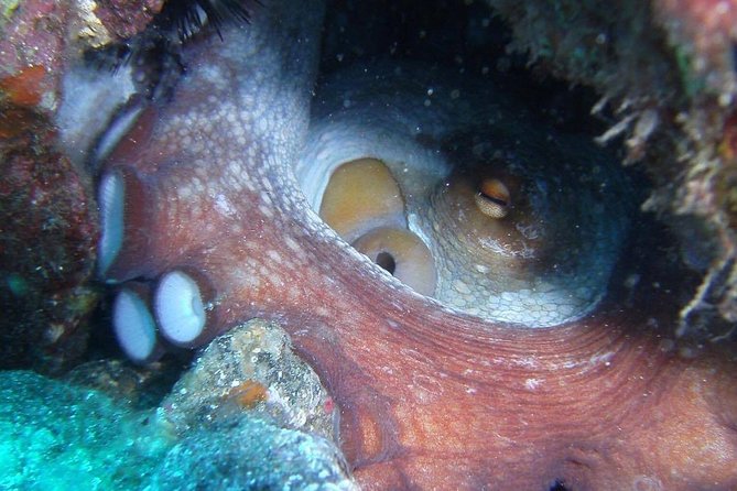 2 Dive Package for Qualified Divers in Gran Canaria - Morning pickup from the island’s southern resorts