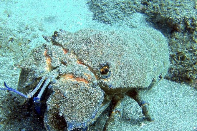 2 Dive Package for Qualified Divers in Gran Canaria - A small group makes a difference underwater