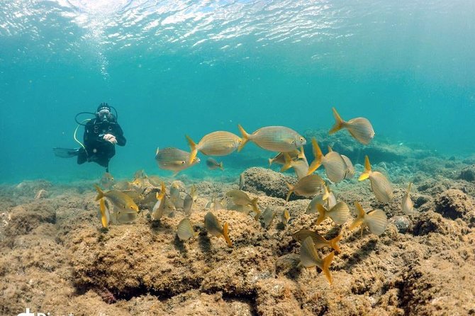 2 Dive Package for Qualified Divers in Gran Canaria - Tufia and the search for marine life
