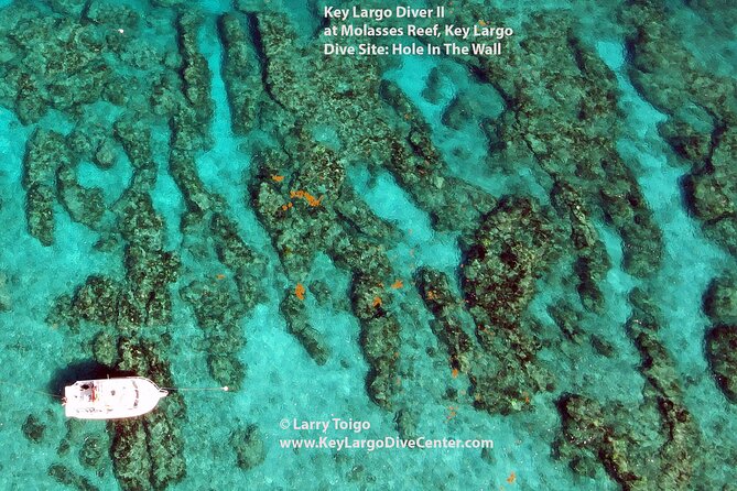 2 Dive Scuba Diving Reef Excursion to Key Largo Marine Sanctuary - Why the $99 price makes sense