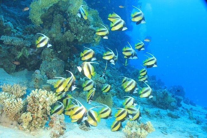 2 Dive Stops Intro Scuba Diving With Lunch & Transfer - Hurghada - What happens before your first session
