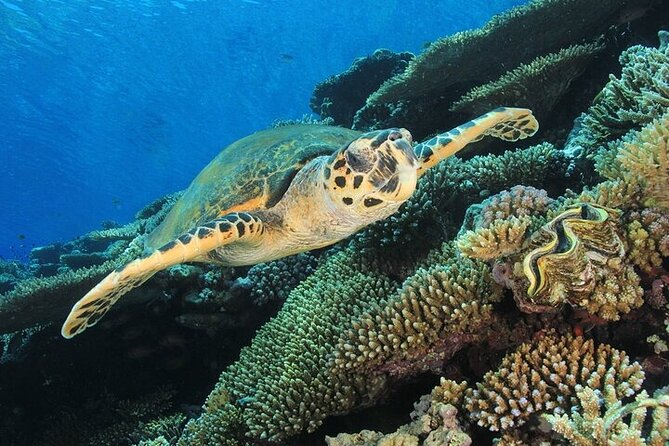 2 Dive Stops Intro Scuba Diving With Lunch & Transfer - Hurghada - The second reef stop is where the day often improves