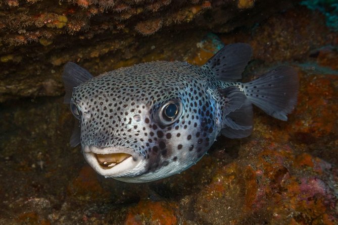 2 Dives, Certified Divers - Tenerife - Key points at a glance