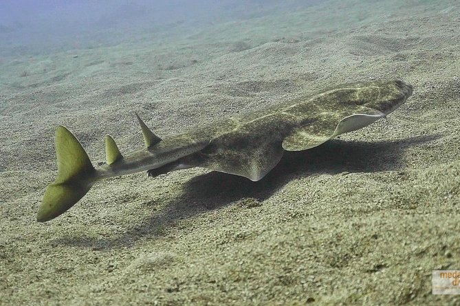 2 Dives, Certified Divers - Tenerife - Why two morning descents work well in Tenerife