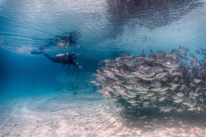 (2 Dives) Discover Scuba Diving Kota Kinabalu - Learning the Gear Before You Enter the Water